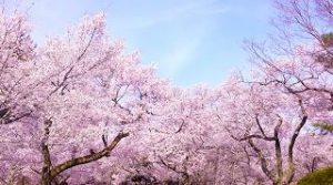 桜 季節