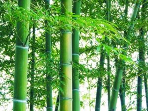 竹 季節 いつ 季語