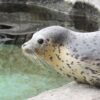 アザラシ