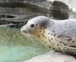 アザラシ