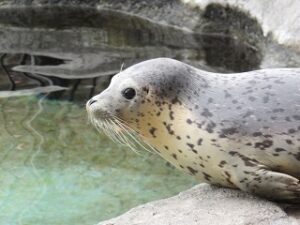アザラシ 海の犬 なぜ