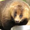 アナグマ