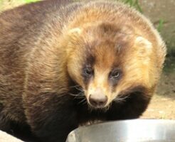 アナグマ
